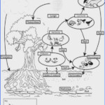 10 Energy Flow In Ecosystems Worksheet Pdf Answers Worksheets Decoomo