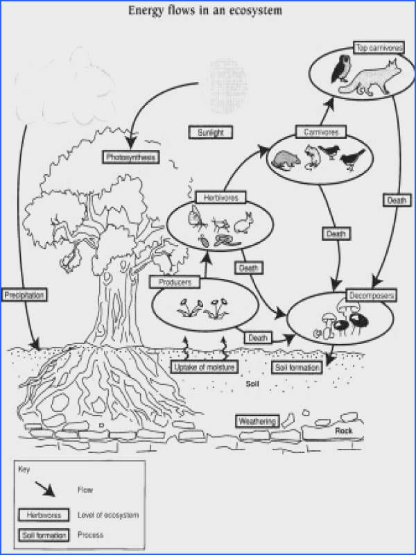 10 Energy Flow In Ecosystems Worksheet Pdf Answers Worksheets Decoomo