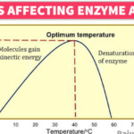 6 Factor Affecting Enzyme Activity Short Notes Rajus Biology