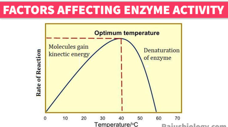 6 Factor Affecting Enzyme Activity Short Notes Rajus Biology