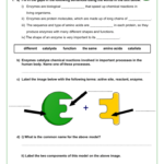 Enzyme Graphing Worksheet Worksheet