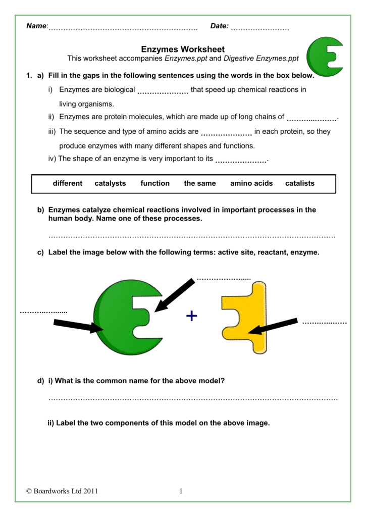 Enzyme Graphing Worksheet Worksheet