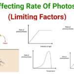 Factor Affecting Rate Of Photosynthesis Limiting Factors