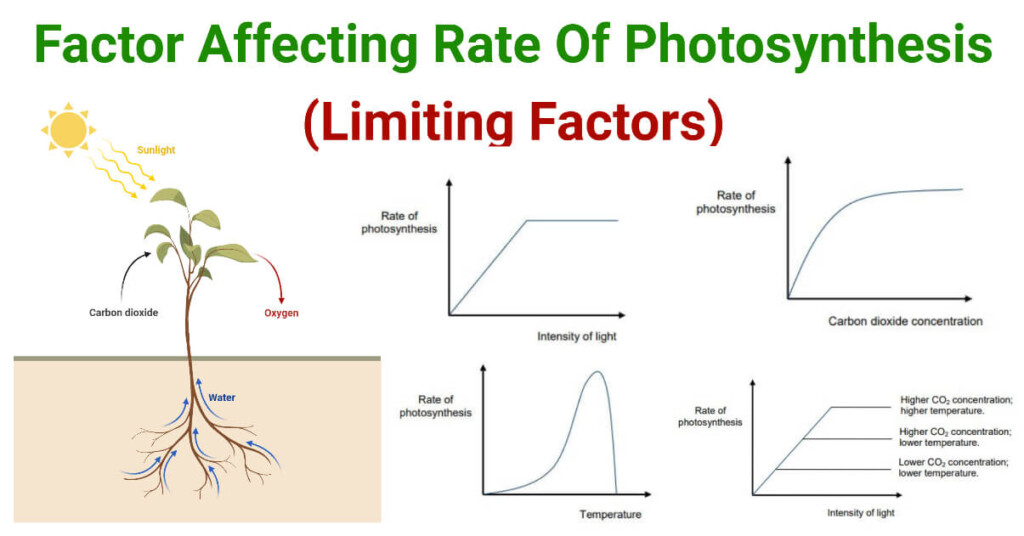 Factor Affecting Rate Of Photosynthesis Limiting Factors 