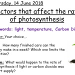 Factors Affecting Photosynthesis Worksheet Free Download Qstion co