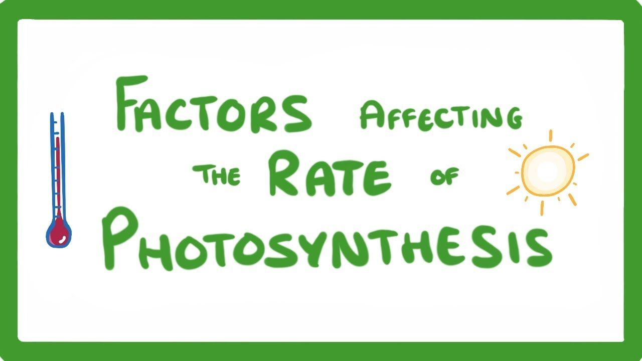 Factors Affecting Photosynthesis Worksheet Printable Worksheet Template