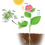 Factors Affecting Rate Of Photosynthesis Fun Science