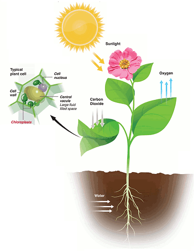 Factors Affecting Rate Of Photosynthesis Fun Science