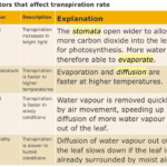 Factors Affecting Rate Of Transpiration Photosynthesis Worksheet