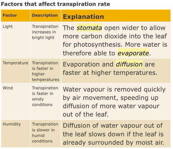 Factors Affecting Rate Of Transpiration Photosynthesis Worksheet 