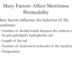 PPT The Structure Of The Cell Membrane PowerPoint Presentation Free