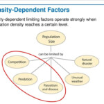 Effect Of Density Of Populations Study Guide Inspirit