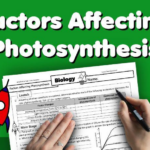 Factors Affecting Photosynthesis Home Learning Worksheet GCSE