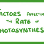 Factors Affecting Photosynthesis Worksheet Printable Worksheet Template