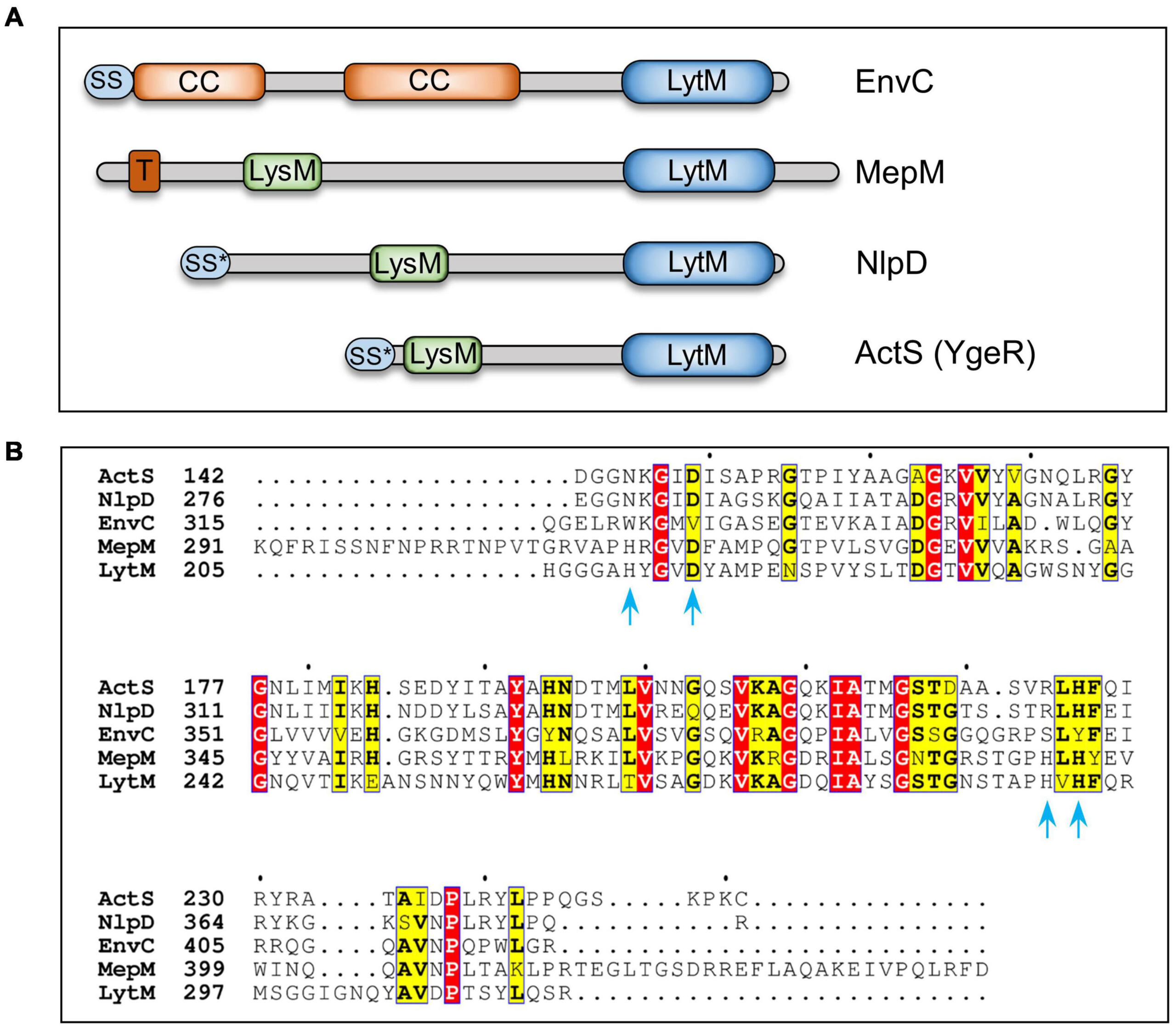 Frontiers A LytM Domain Factor ActS Functions In Two Distinctive 