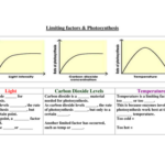 Limiting Factors Worksheet Answers Limiting Factors Of Photosynthesis