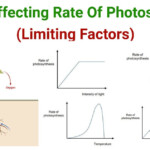 Photosynthesis Limiting Factors Factors Affecting