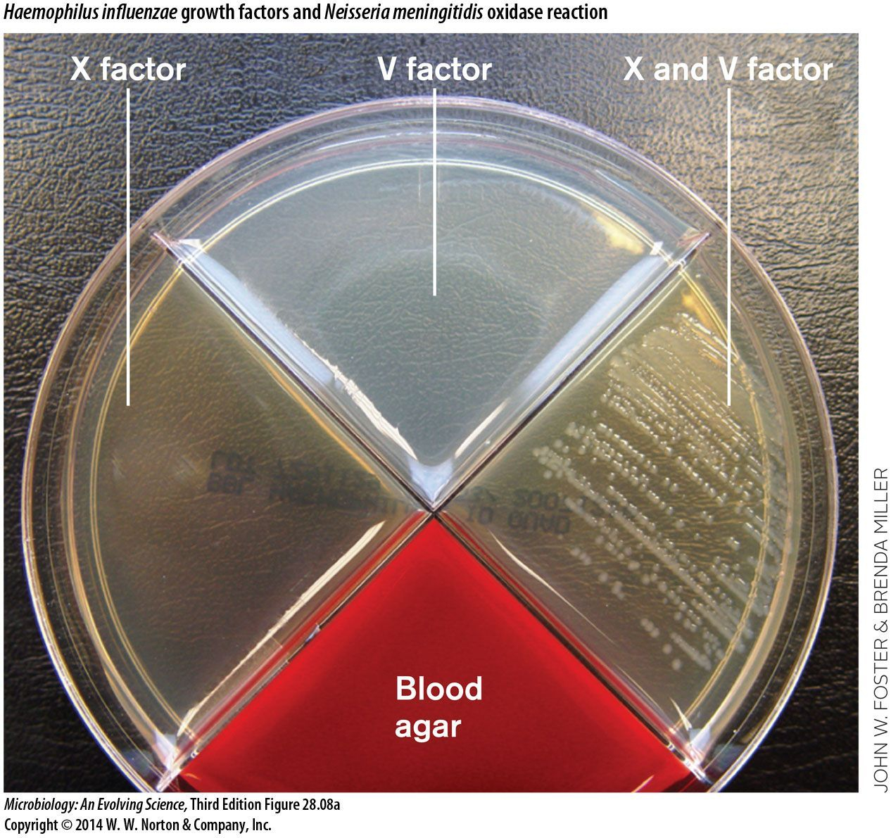 Pin On Microbiology